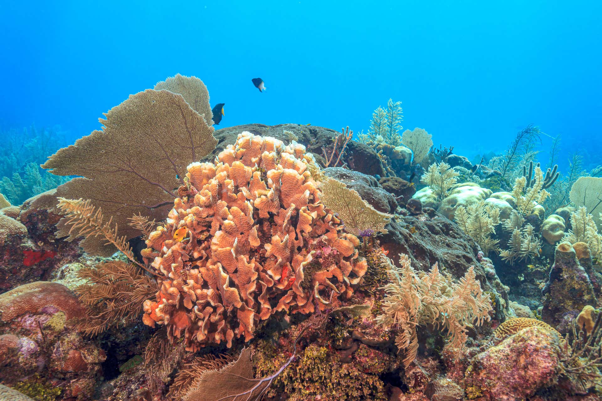 Batismo de mergulho em Puerto Morelos
