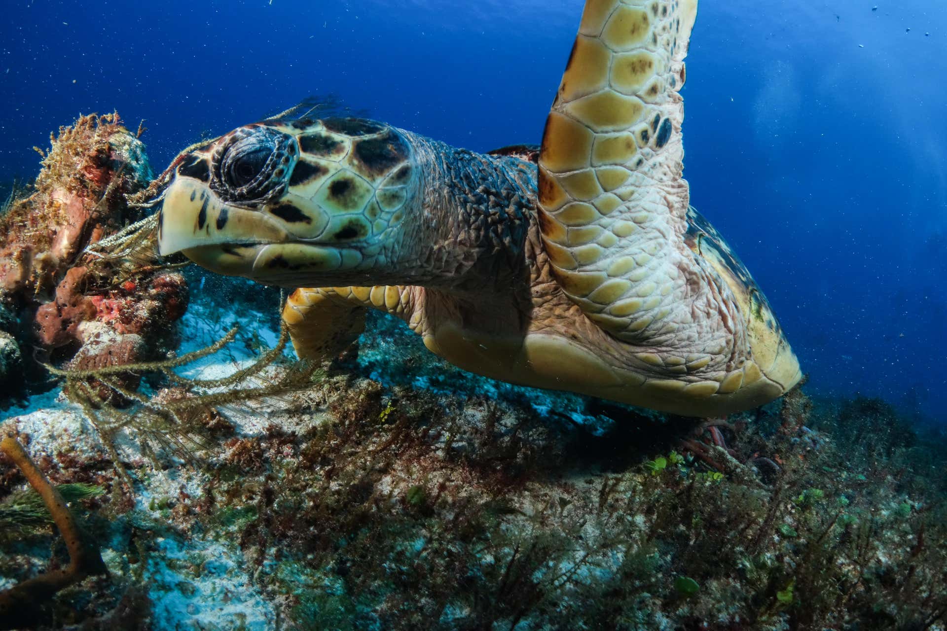 Mergulho em Puerto Morelos