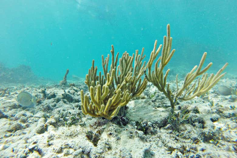 Descubriremos preciosos jardines coralinos