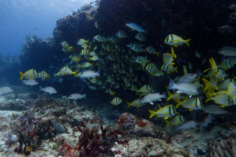 Podremos bucear de noche para ver el tono de los peces