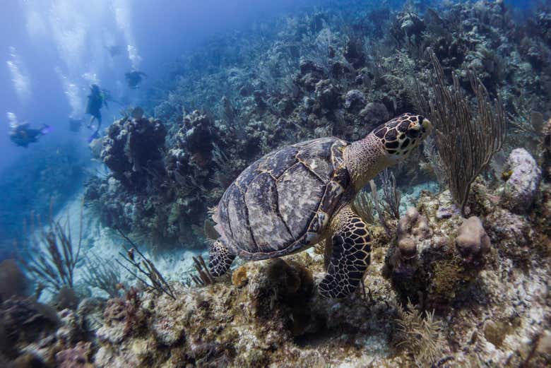 Tortuga marina en los fondos de Puerto Morelos