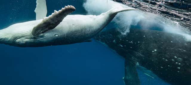 Avistamiento de ballenas en Puerto Vallarta