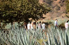 Excursão a Tequila + Visita à destilaria de José Cuervo