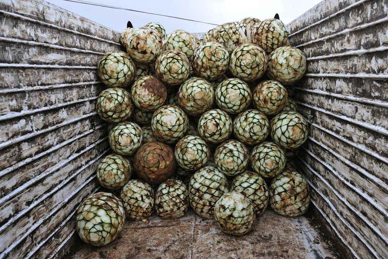 Agaves