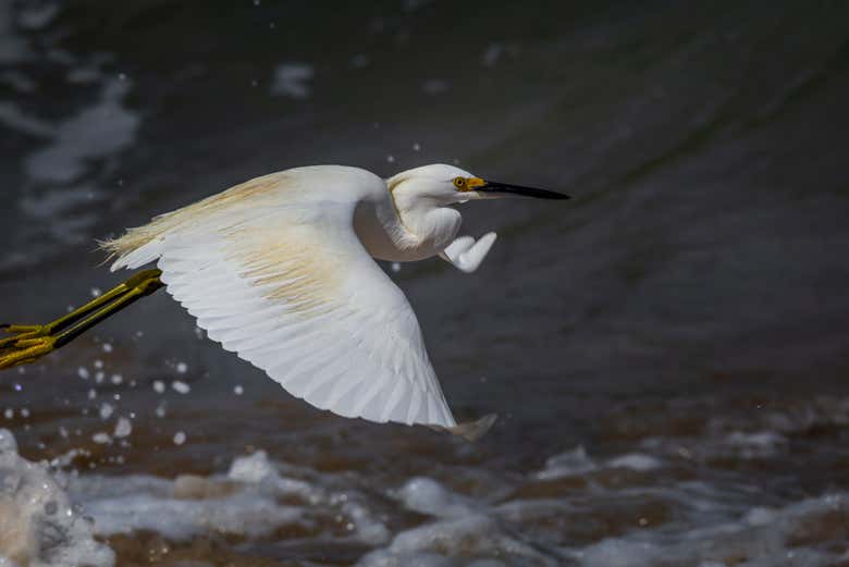 Uccello che sorvola le onde del Rincón de Guayabitos