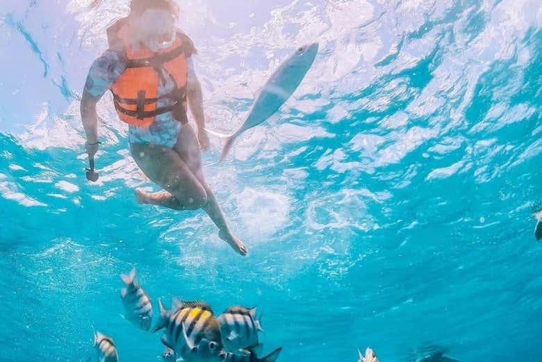 Veremos hermosas especies que viven en las aguas cristalinas