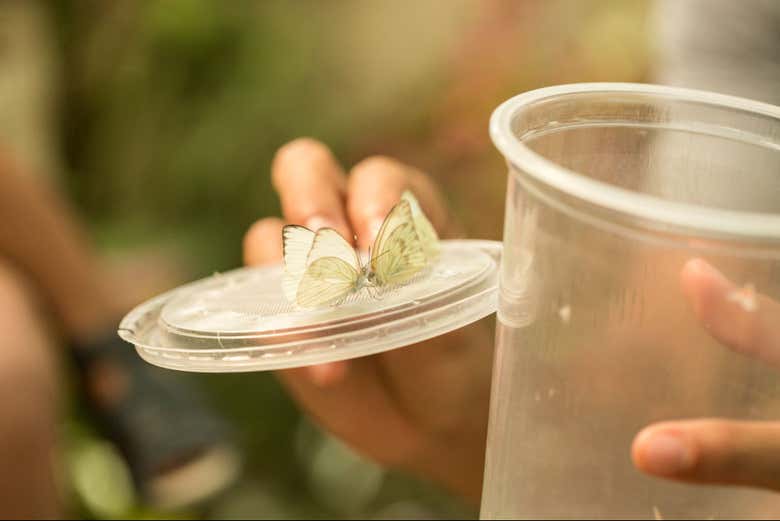 Discovering how butterflies are born