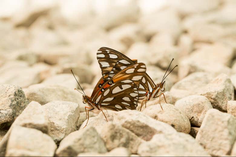 Two butterflies in theJardín Mágico butterfly farm
