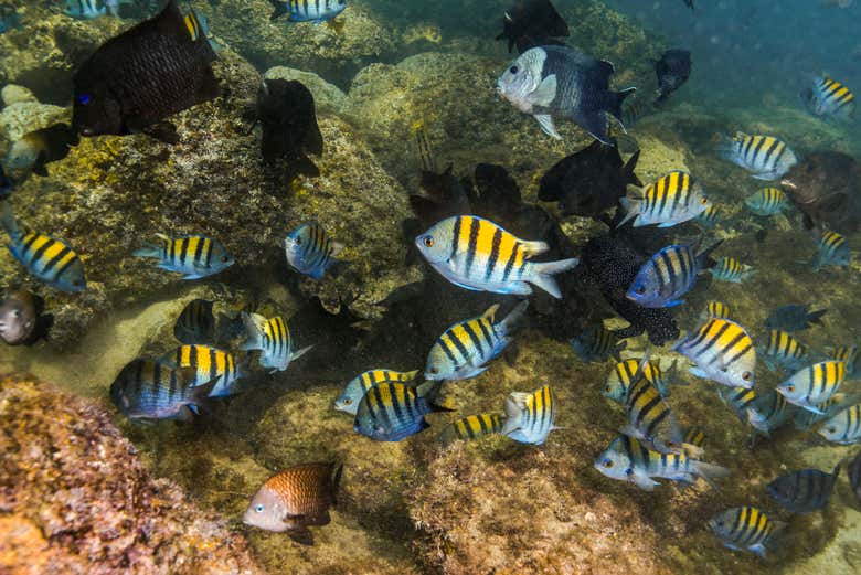 Colourful fish in Banderas Bay