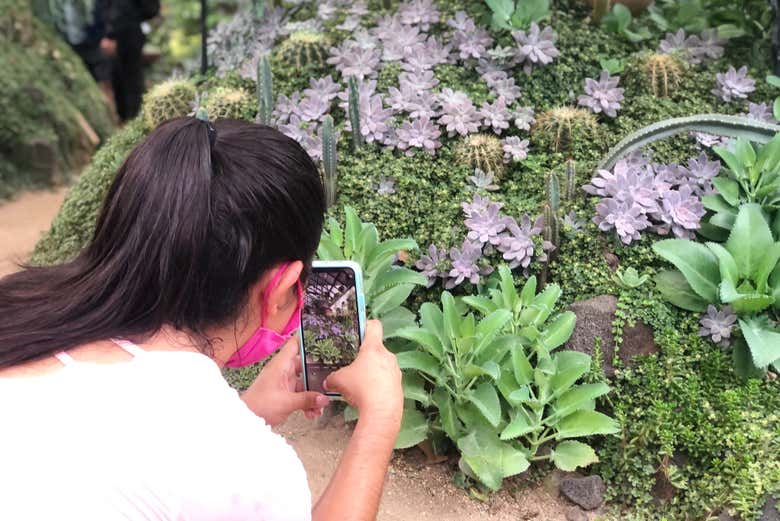 Photographiez des fleurs dans le jardin botanique