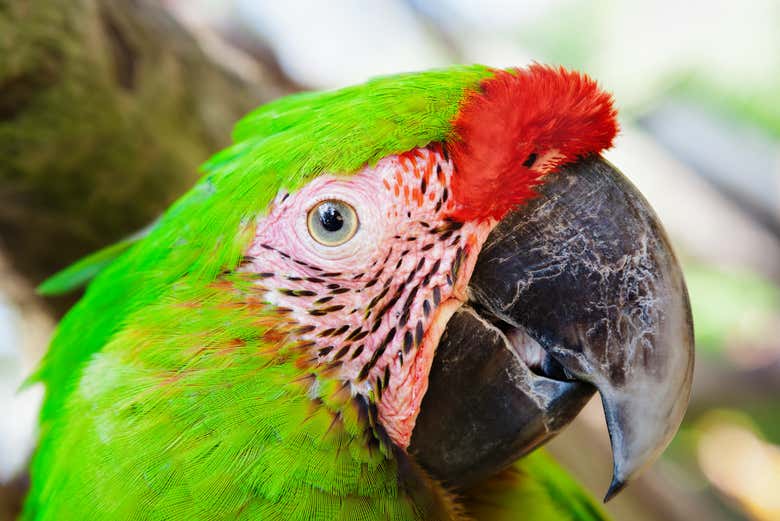 Visitando el Santuario de las Guacamayas