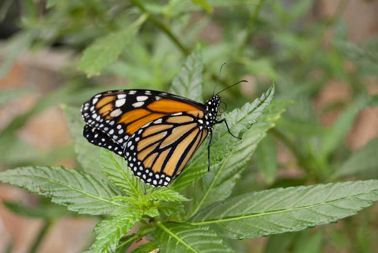 An orange and black butterfly