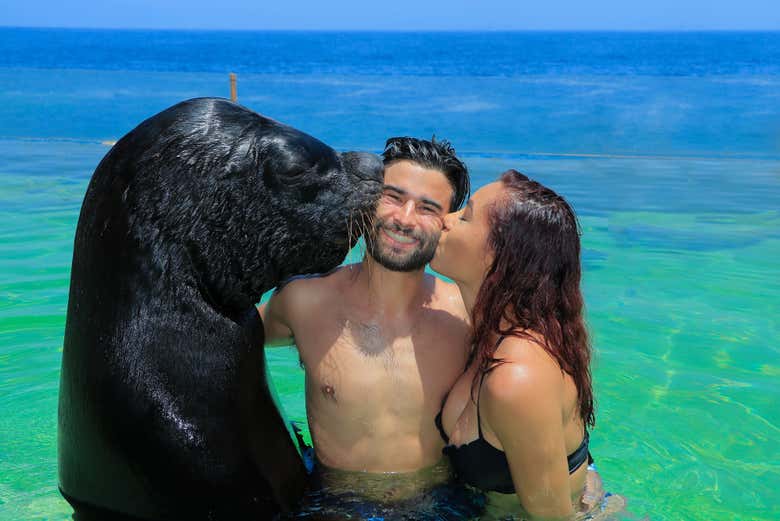 Swimming with sea lions