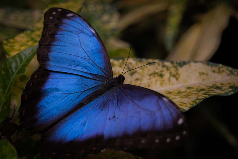 An amazing blue and black butterfly