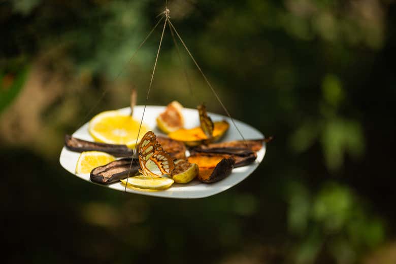 A camouflaged butterfly