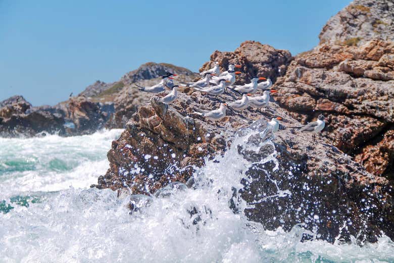 Aves pousadas nas pedras