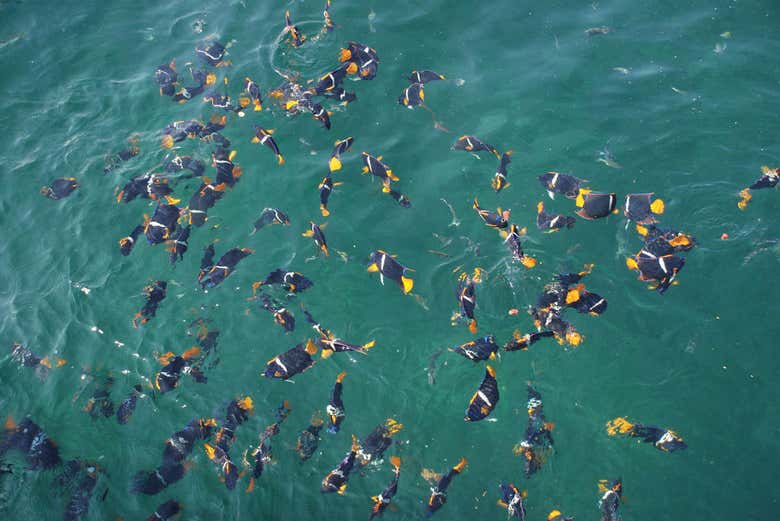 Peces del Parque Nacional Marino de Los Arcos