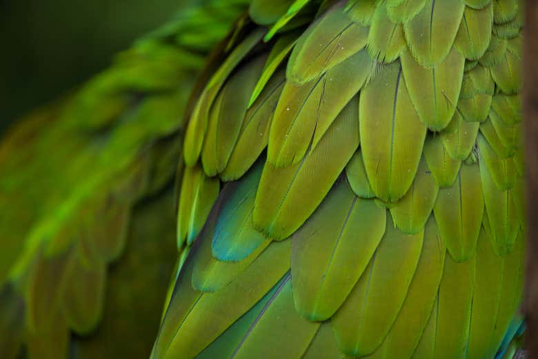 El plumaje de una guacamaya en detalle