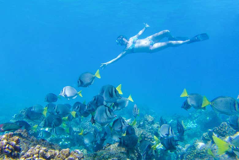 Snorkeling in Banderas Bay
