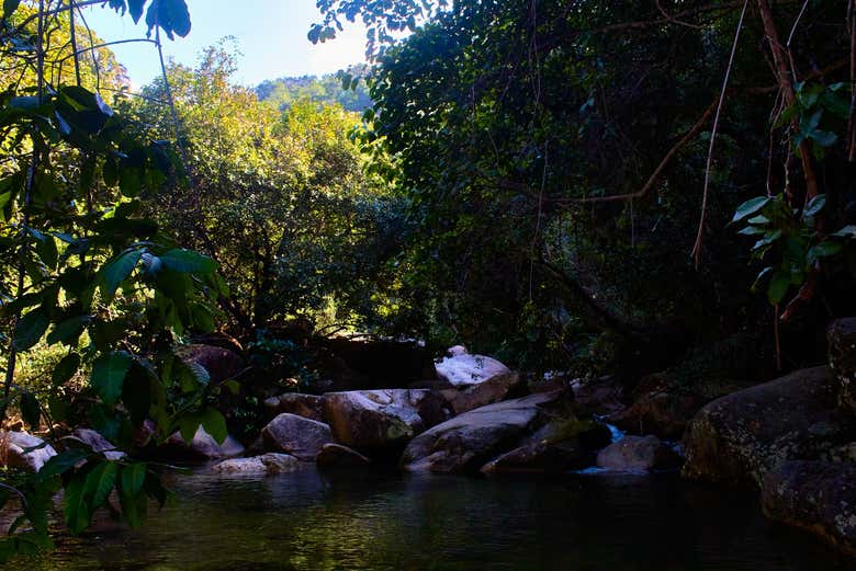 A la sombra de la densa naturaleza de Puerto Vallarta
