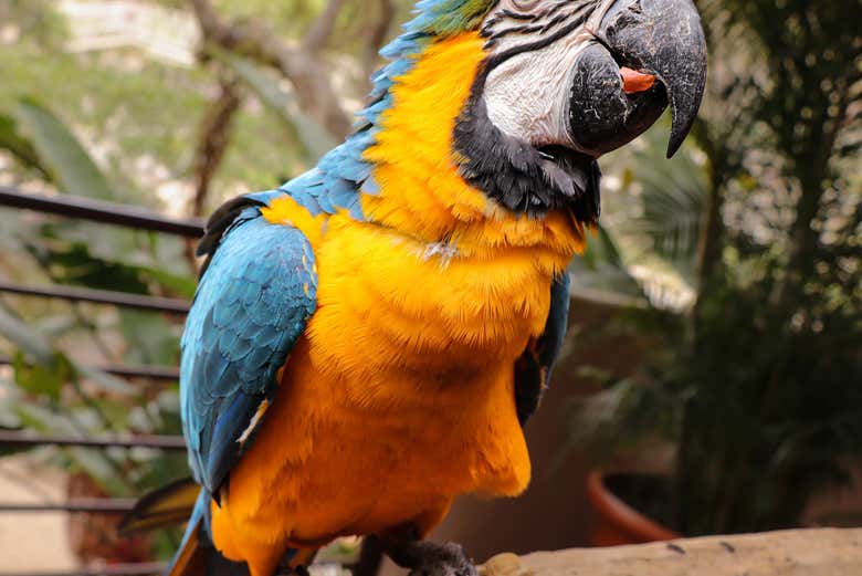 Macaw