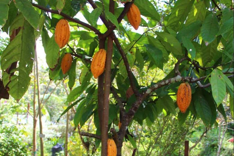 Árbol del cacao