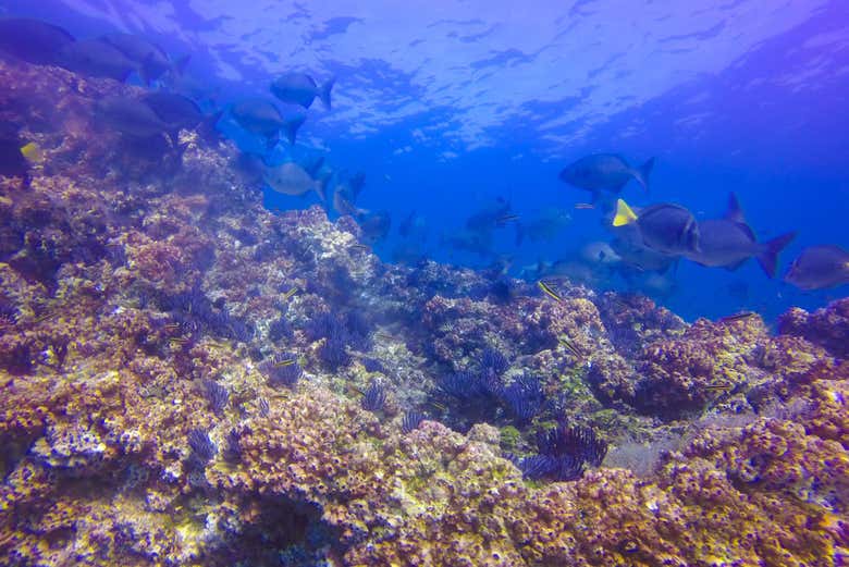 Snorkel en Las Caletas