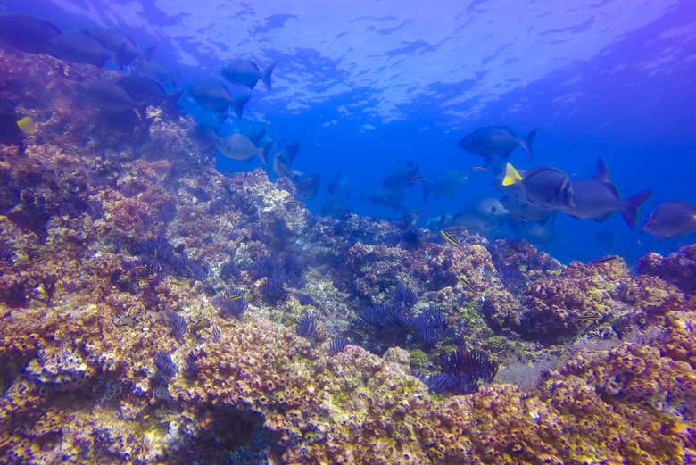 Snorkel en Las Caletas