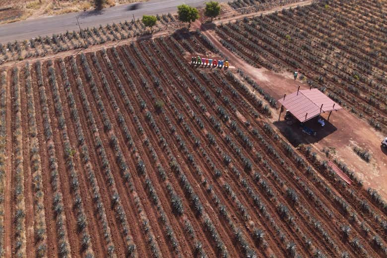 See agave fields