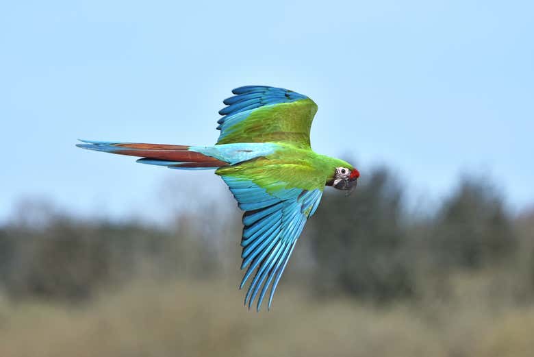 Una guacamaya volando