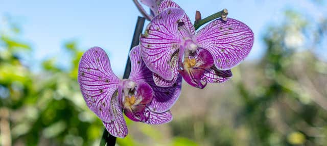 Visite du Jardin Botanique de Vallarta