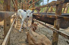 Visita a una granja de Puerto Vallarta