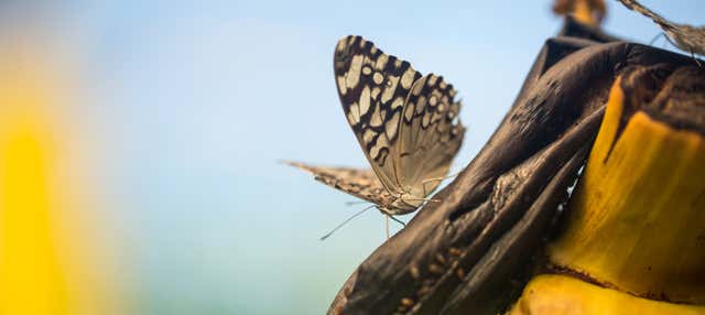 Jardín Mágico Butterfly Farm Tour