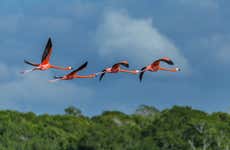 Avistamiento de aves em Río Lagartos