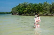 Baño de barro en los manglares de Río Lagartos