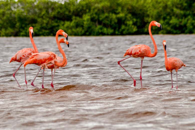 Flamencos de la ría