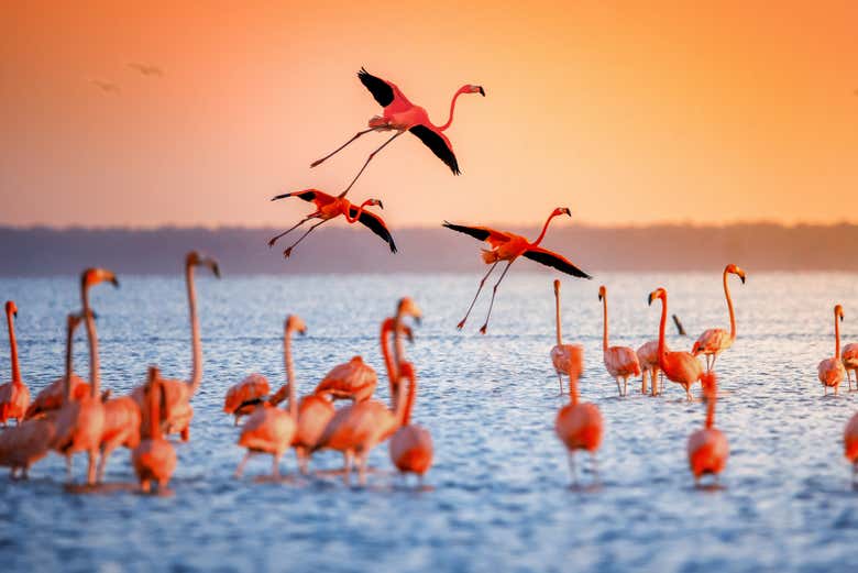 Flamencos under the setting sun