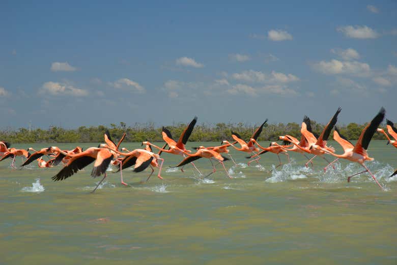 Flamingos passando na ria