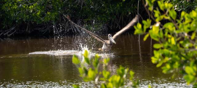 Balade en bateau dans les mangroves de Río Lagartos
