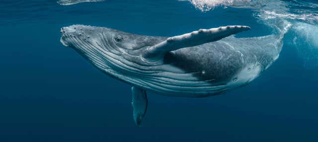 Avistamiento de ballenas en la Riviera Nayarit