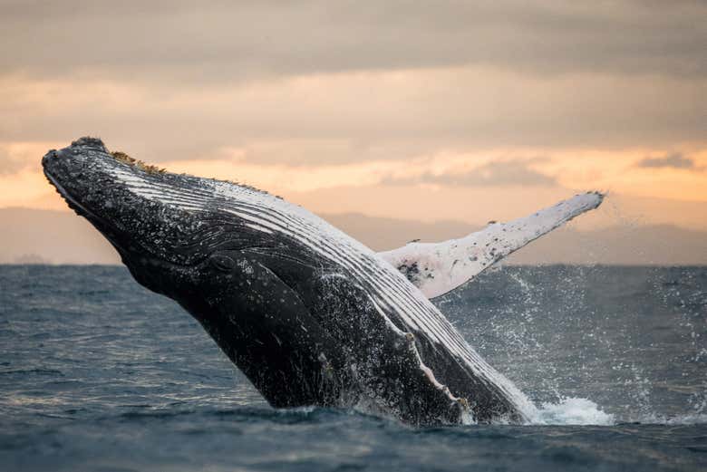 Acrobacia de una ballena jorobada