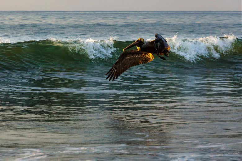Aves marinhas de Guayabitos