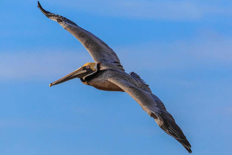 Avistamento de aves nas águas do Pacífico