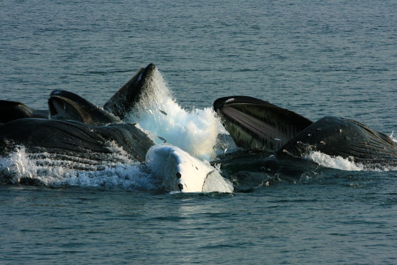 Ballenas jorobadas del Pacífico
