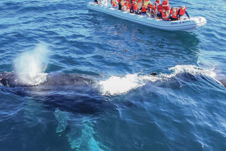 Avistamiento de ballenas en Riviera Nayarit