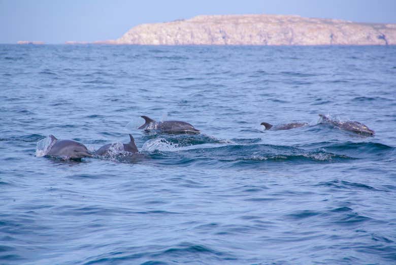 Delfines en las Islas Marietas