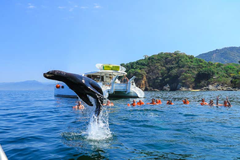 Fauna marina de la Bahía de Banderas