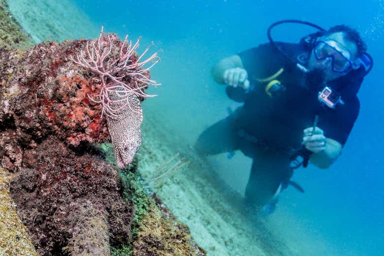 Fauna marina de Riviera Nayarit