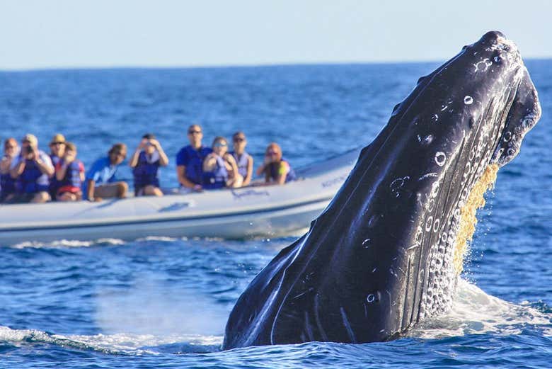 Fotografiando a la ballena