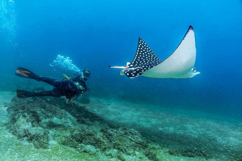 Nado con mantarrayas
